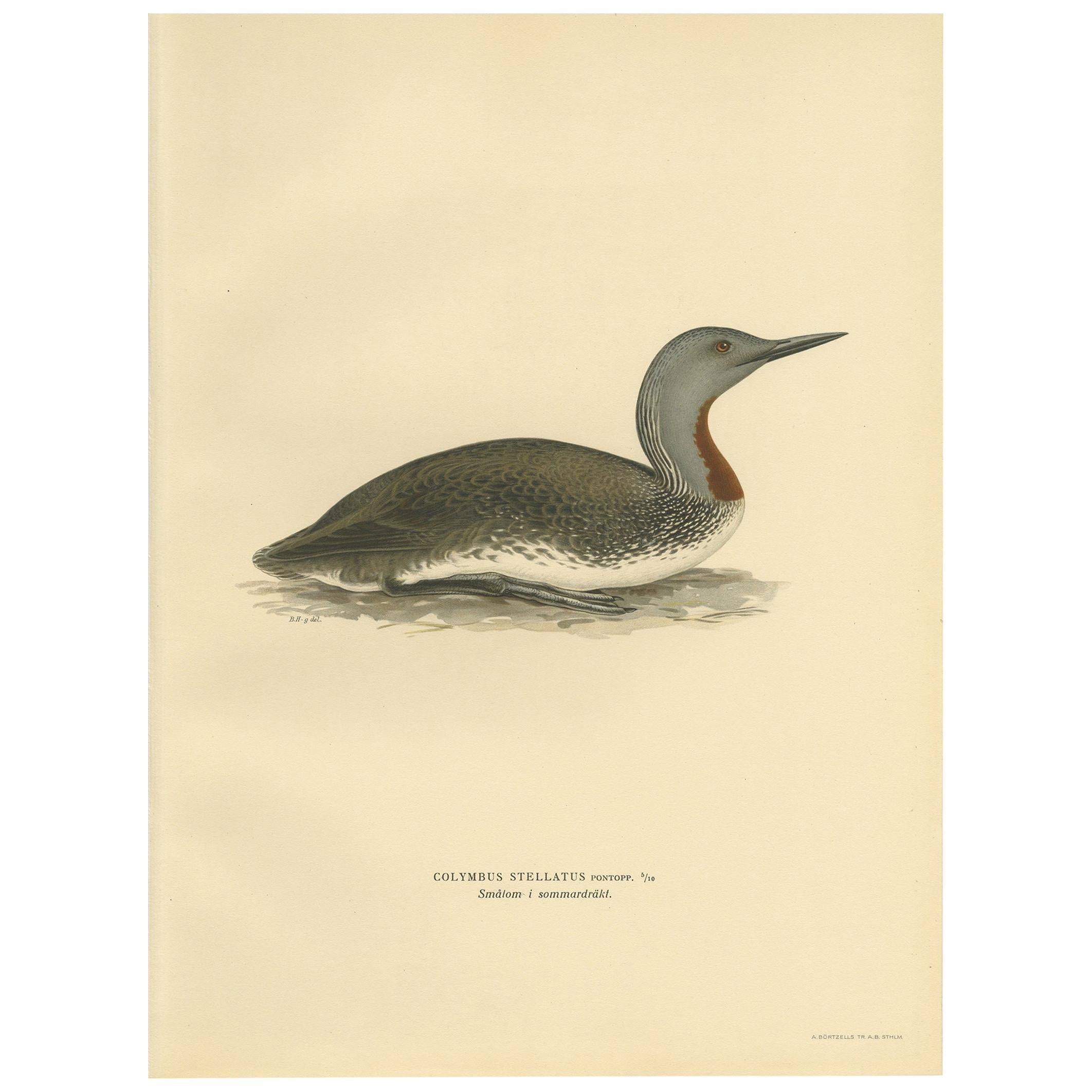 Antique Bird Print of the Red-Throated Loon by Von Wright '1929' For Sale