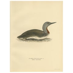 Antique Bird Print of the Red-Throated Loon by Von Wright '1929'
