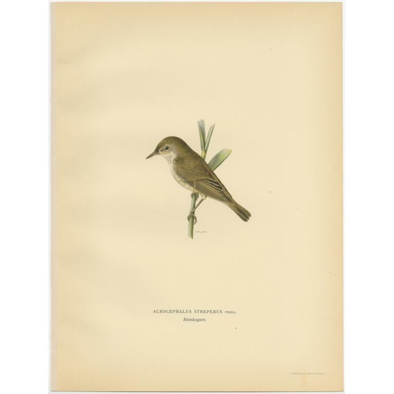 Antique Bird Print of the Reed Warbler by Von Wright, 1927 For Sale