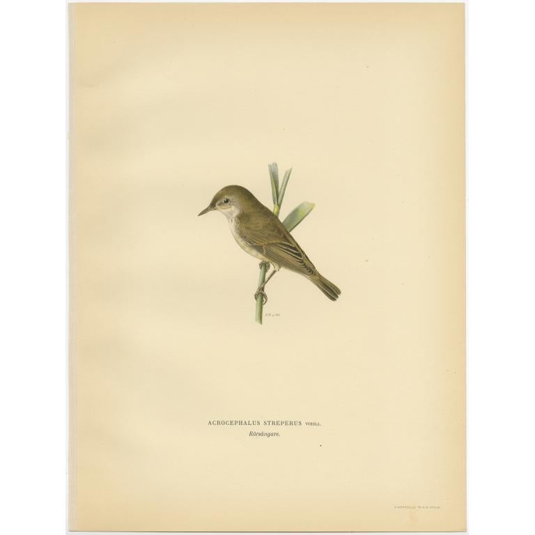 Antiker antiker Vogeldruck des Schilfkübels von Von Wright, 1927 im Angebot