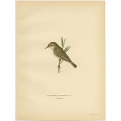 Antique Bird Print of the Reed Warbler by Von Wright, 1927