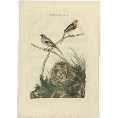 Antique Bird Print of The Reedling by Sepp & Nozeman, 1770