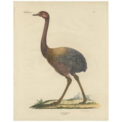 Antique Bird Print of the Rhea by Goldfuss, circa 1824