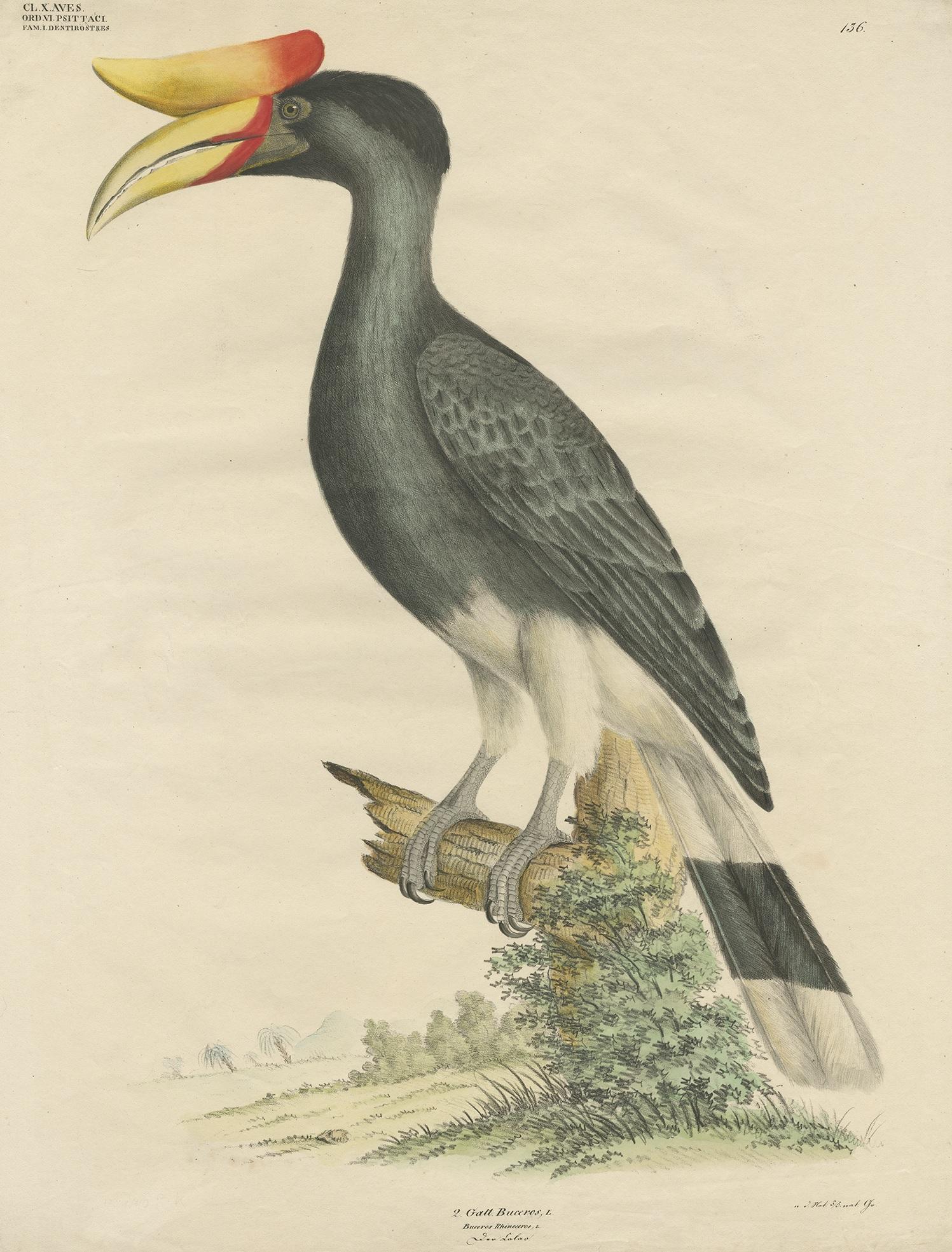 Antique bird print titled 'Gatt Buceros'. Large lithograph of the rhinoceros hornbill, a large species of forest hornbill (Bucerotidae). In captivity it can live for up to 35 years. It is found in lowland and montane, tropical and subtropical