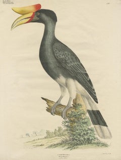 Antique Bird Print of the Rhinoceros Hornbill  by Goldfuss, circa 1824