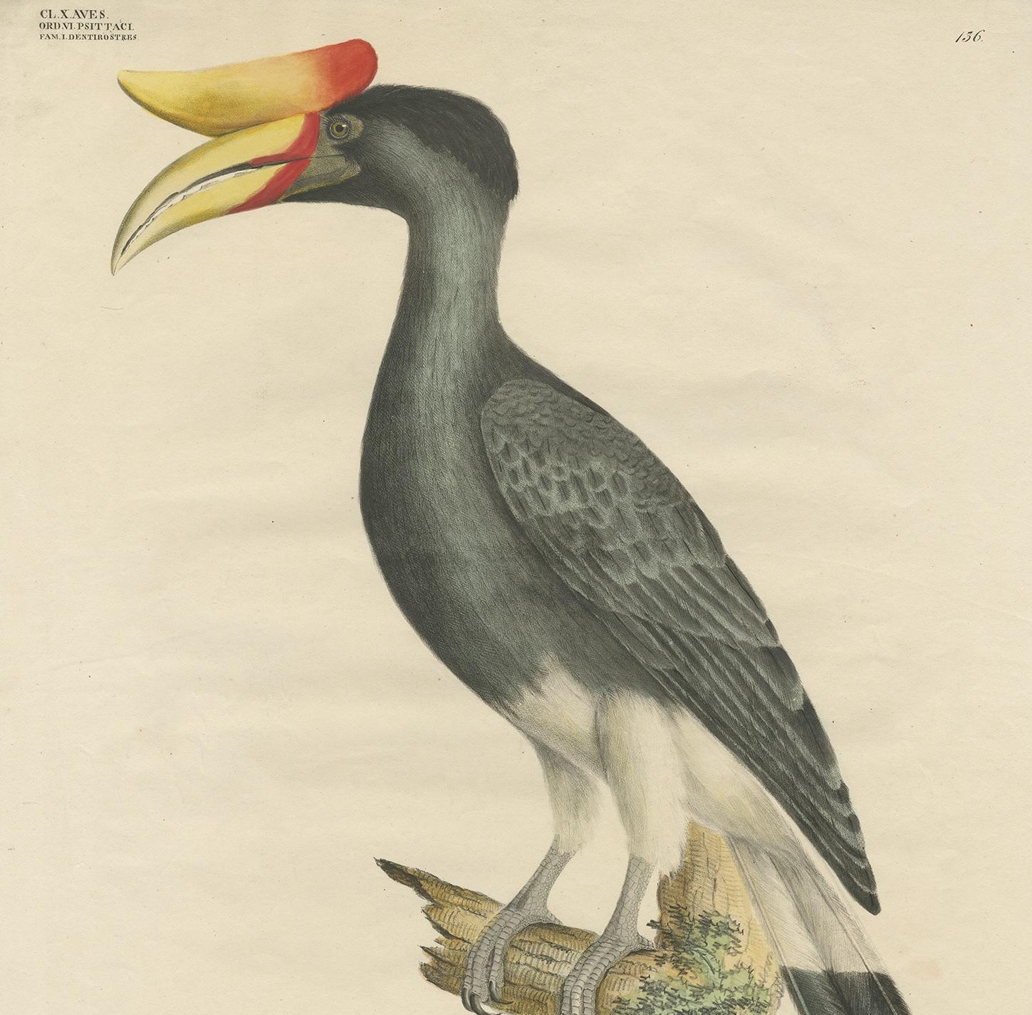 Antique Bird Print of the Rhinoceros Hornbill  by Goldfuss, circa 1824 In Good Condition For Sale In Langweer, NL