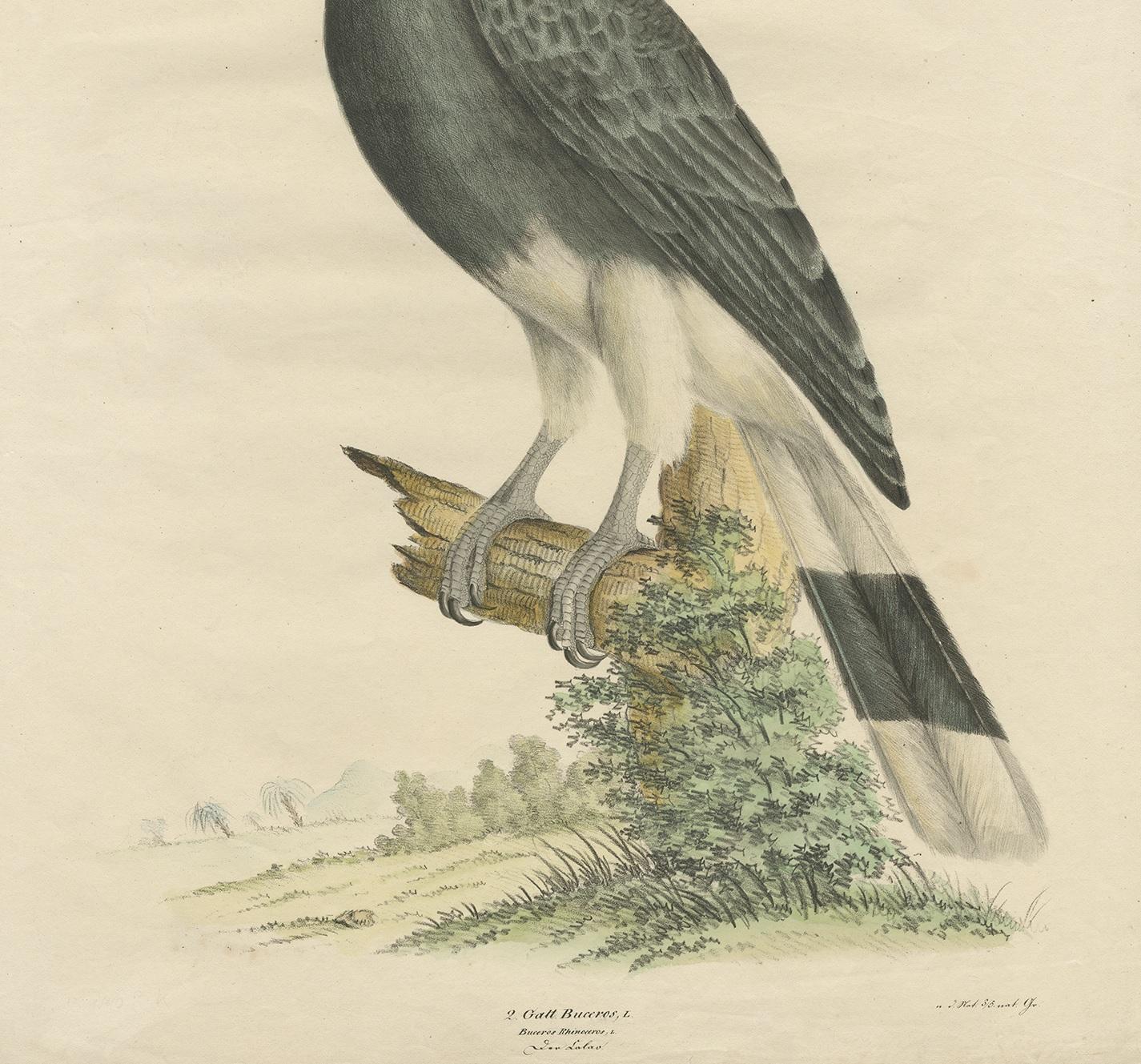 19th Century Antique Bird Print of the Rhinoceros Hornbill  by Goldfuss, circa 1824 For Sale