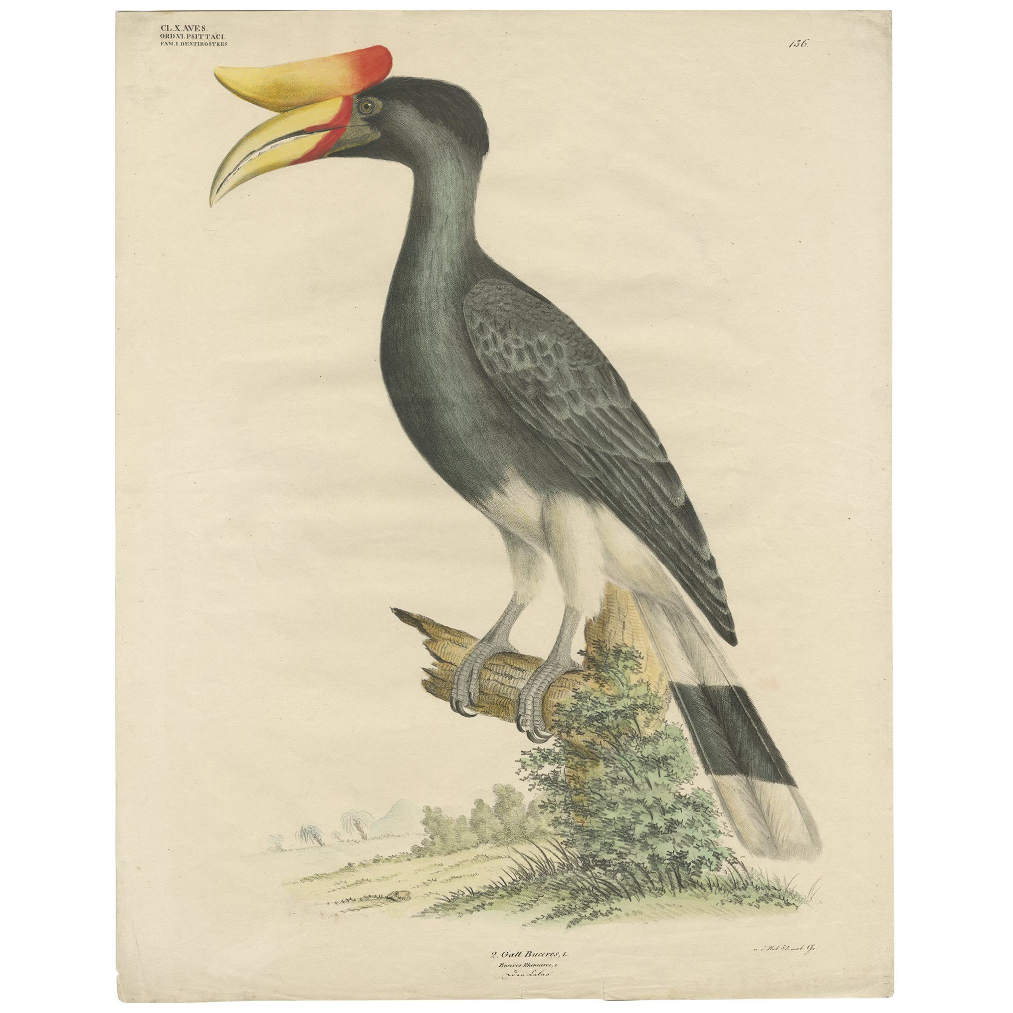 Antique Bird Print of the Rhinoceros Hornbill  by Goldfuss, circa 1824