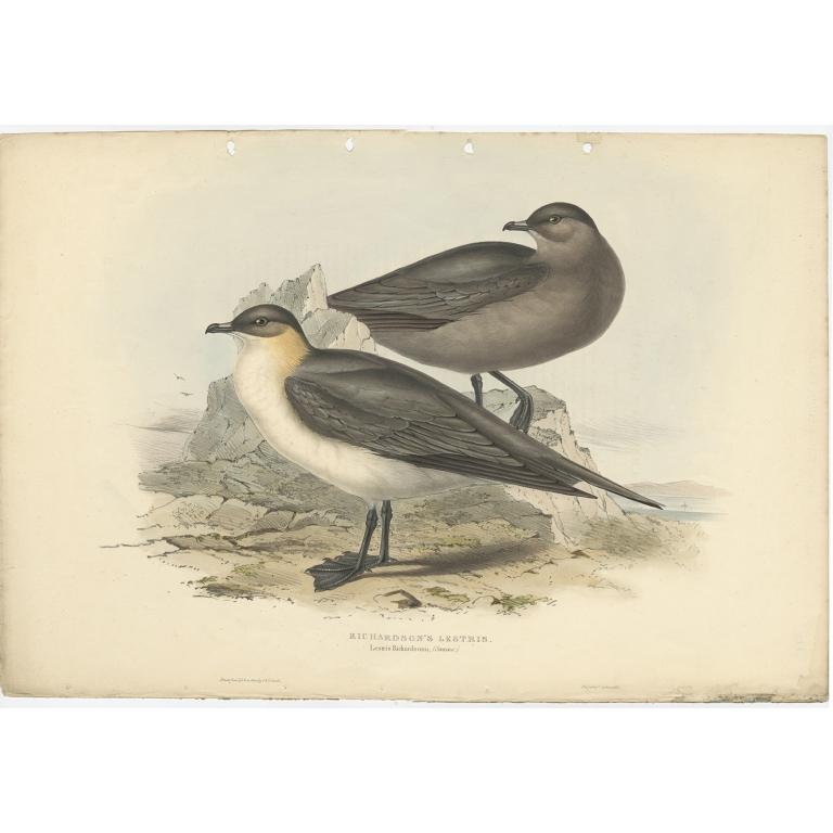Antique Bird Print of the Richardon's Jager by Gould, 1832 For Sale