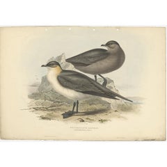 Impression ancienne d'oiseau du Jager de Richardon par Gould, 1832