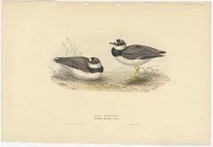 Antique Bird Print of the Ring Dotterel by Gould, 1832