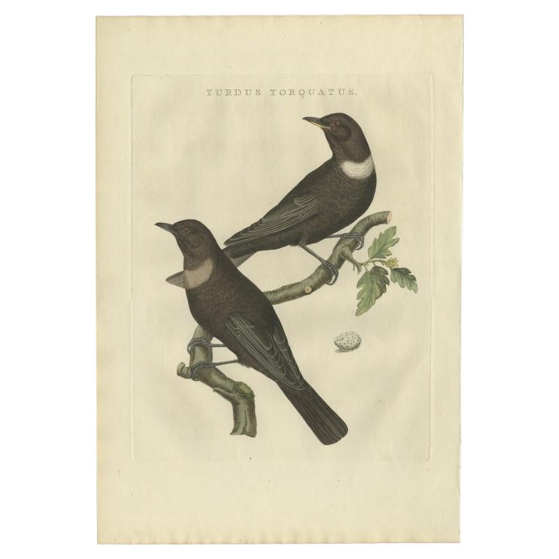 Stampa antica di Uccelli di Sepp & Nozeman, 1797