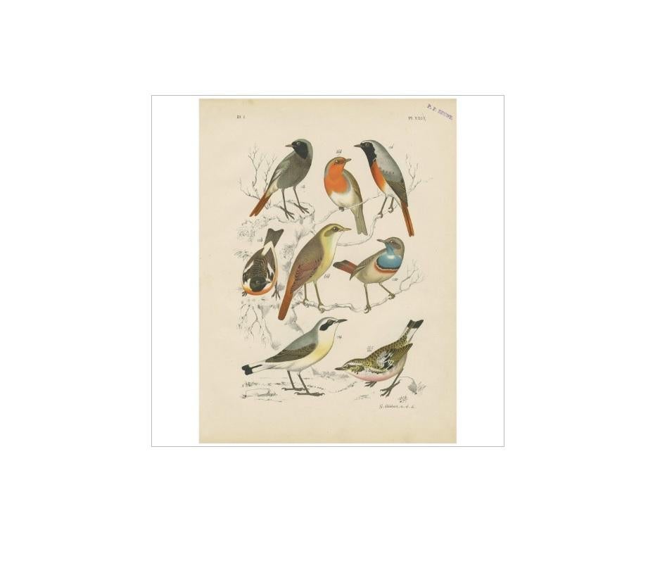 Antique bird print of various birds including the robin, blue throat, European stonechat and northern wheatear. This print originates from 'De Vogelwereld. Handboek voor Liefhebbers van Kamer- en Parkvogels’ by A. Nuyens. Published by J.B. Wolters,