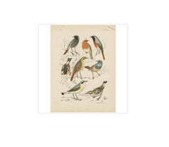 Impression oiseau ancienne du Robin, du bâton bleu et du Stonechat européen (1886)