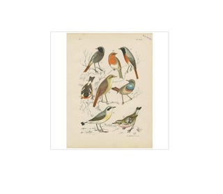 Antique Bird Print of the Robin, Blue Throat and European Stonechat (1886), view 2