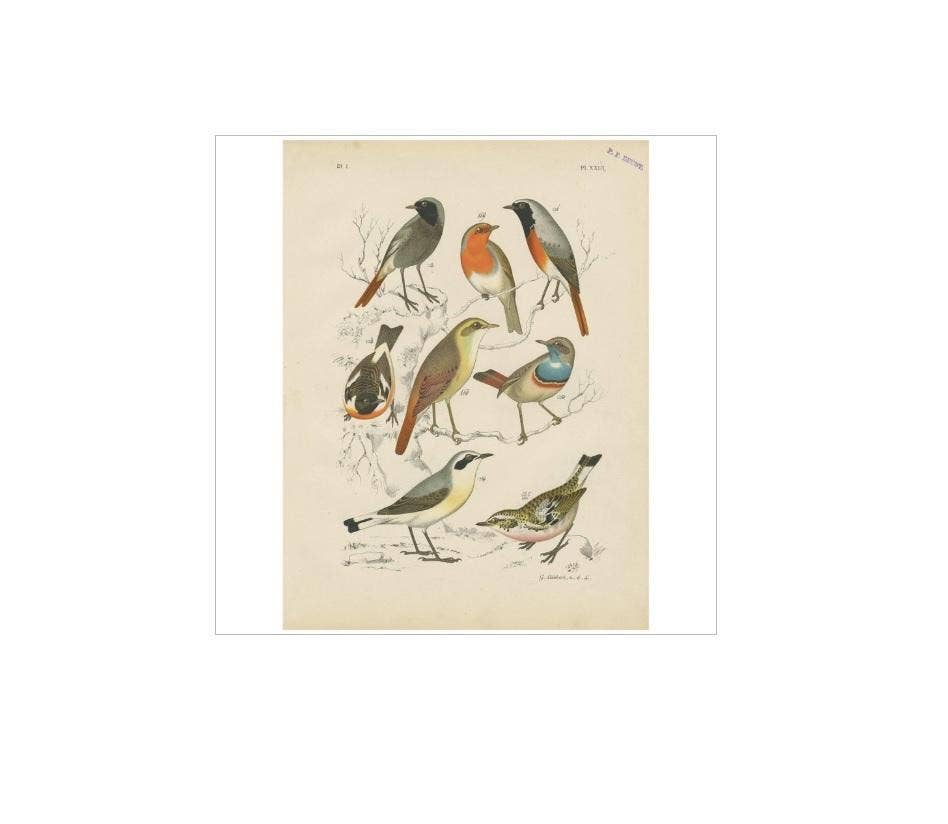 Antique Bird Print of the Robin, Blue Throat and European Stonechat (1886)