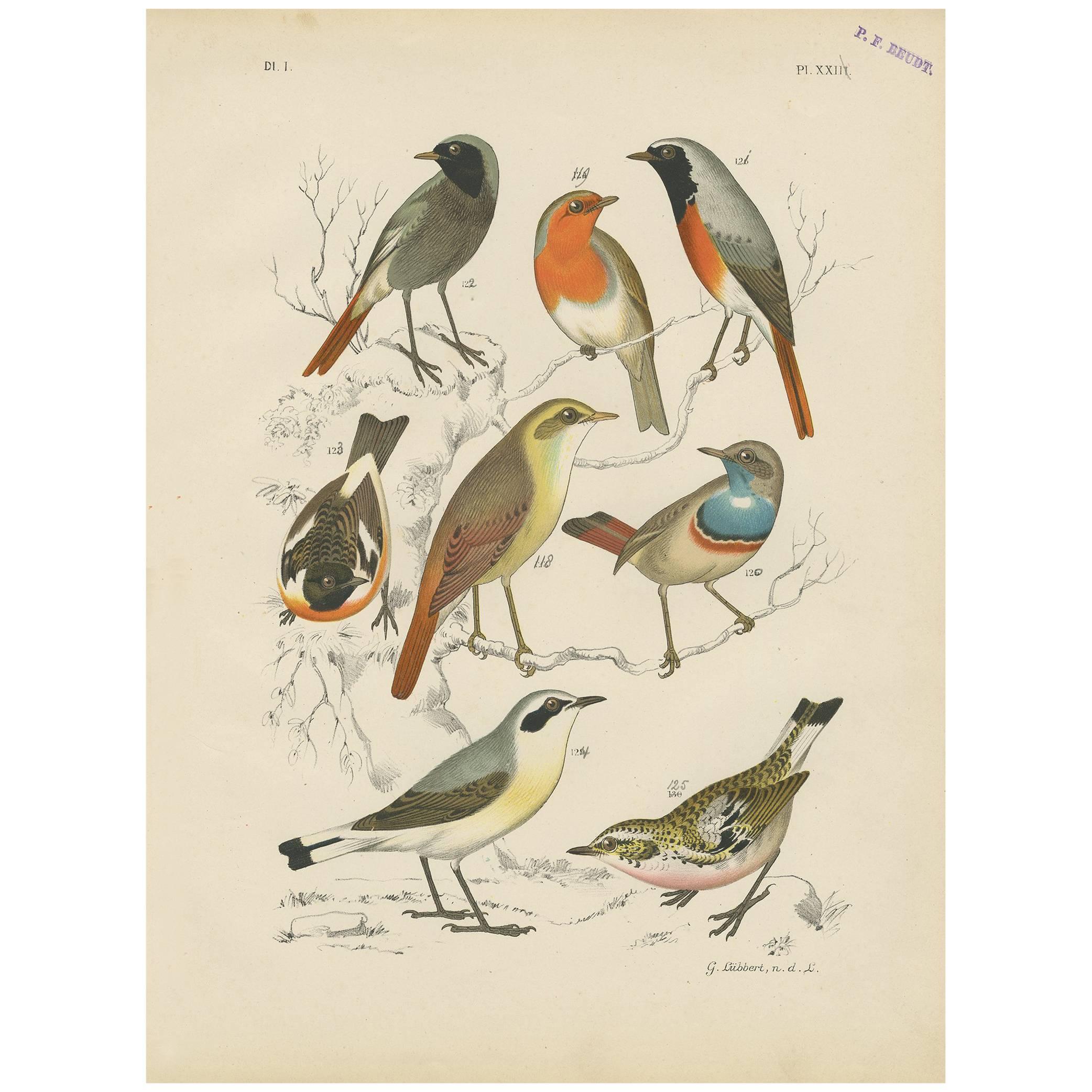 Impression oiseau ancienne du Robin, du bâton bleu et du Stonechat européen (1886) en vente