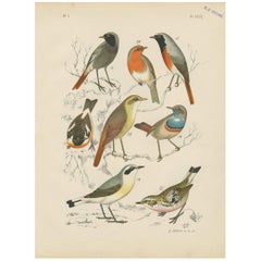 Antique Bird Print of the Robin, Blue Throat and European Stonechat (1886)