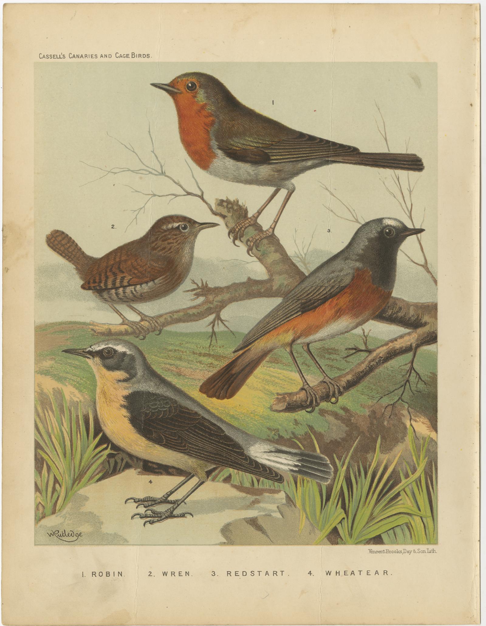Antique bird print titled '1. Robin 2. Wren 3. Redstart 4. Wheatear'. Old bird print depicting Robin, Wren, Redstart, Wheatear. This print originates from: 'Illustrated book of canaries and cage-birds' by W. A. Blackston, W. Swaysland and August F.