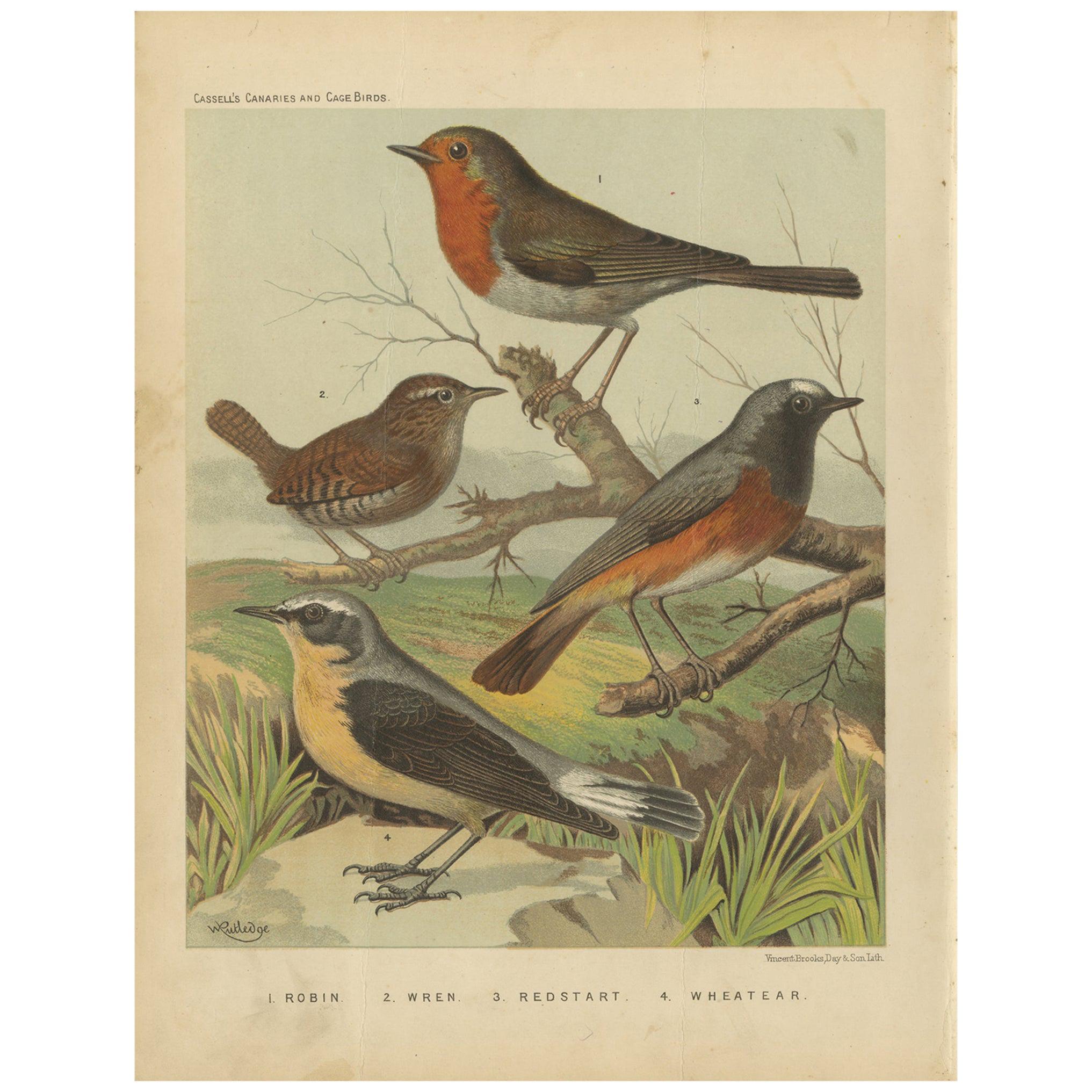 Impression ancienne d'oiseau du Robin, Wren, Redstart et Wheatear, vers 1880 en vente