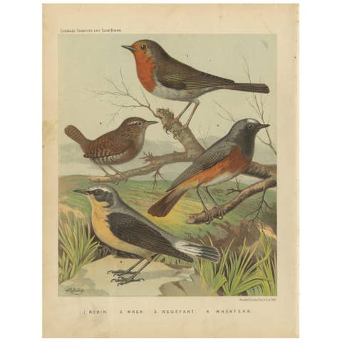 Antique Bird Print of the Robin, Wren, Redstart and Wheatear, circa 1880
