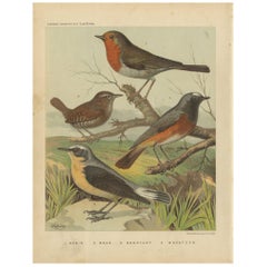 Antique Bird Print of the Robin, Wren, Redstart and Wheatear, circa 1880