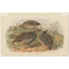 Antique Bird Print of the Rock Bush-Quail by Hume & Marshall, 1879