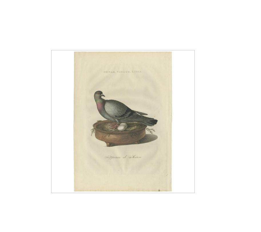 Antique print titled 'Oenas, Vinago, Livia'. The rock dove, rock pigeon or common pigeon (Columba livia) is a member of the bird family Columbidae (doves and pigeons). In common usage, this bird is often simply referred to as the 