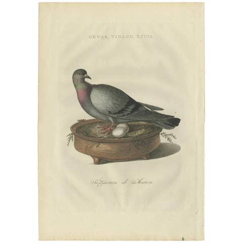 Rock Dove or Common Pigeon – Hand-Coloured Engraving with Dutch Text, 1770–1829