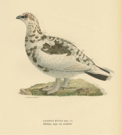 Antique Bird Print of the Rock Ptarmigan by Von Wright '1917'