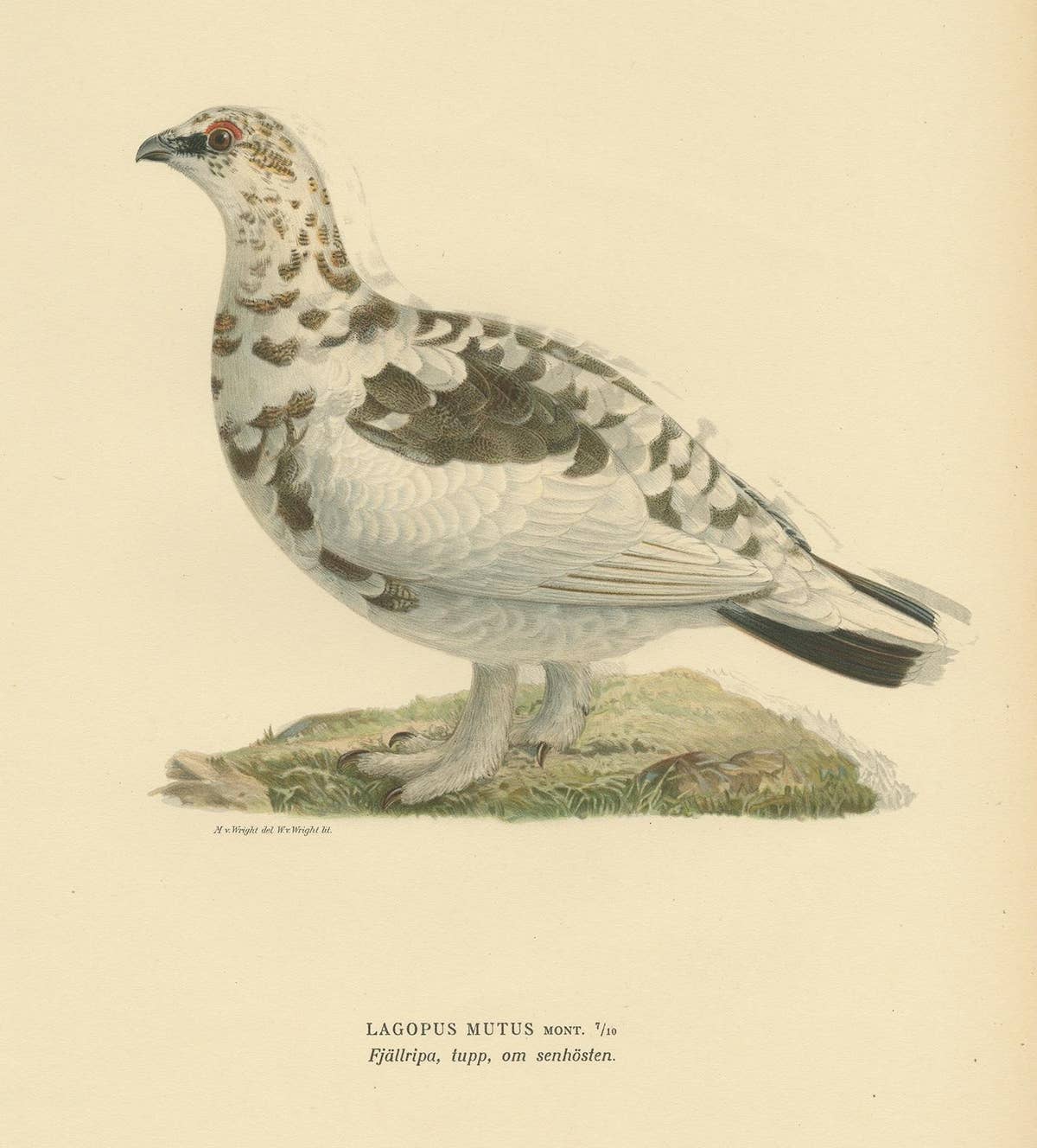 Antique Bird Print of the Rock Ptarmigan by Von Wright '1917'