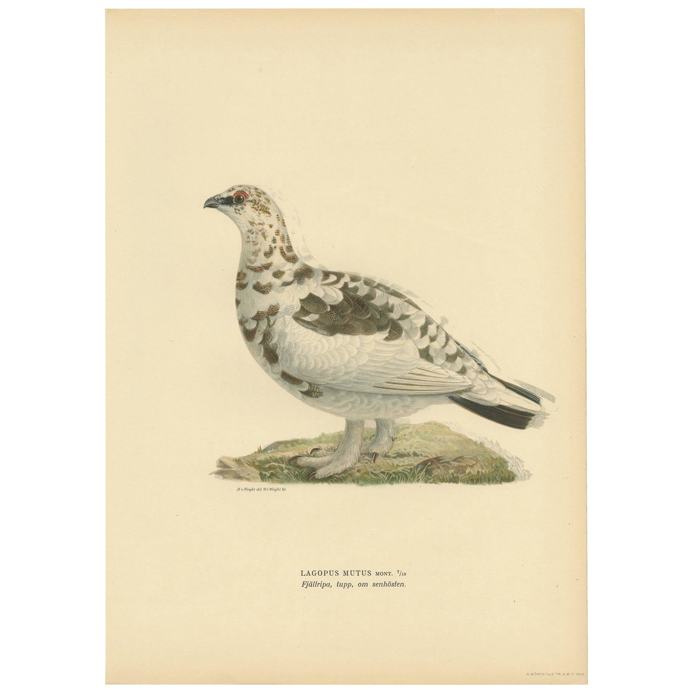 Antique Bird Print of the Rock Ptarmigan by Von Wright '1917' For Sale