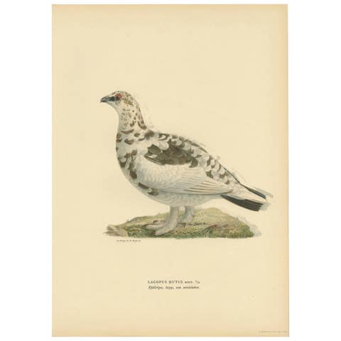Antique Bird Print of the Rock Ptarmigan by Von Wright '1917'