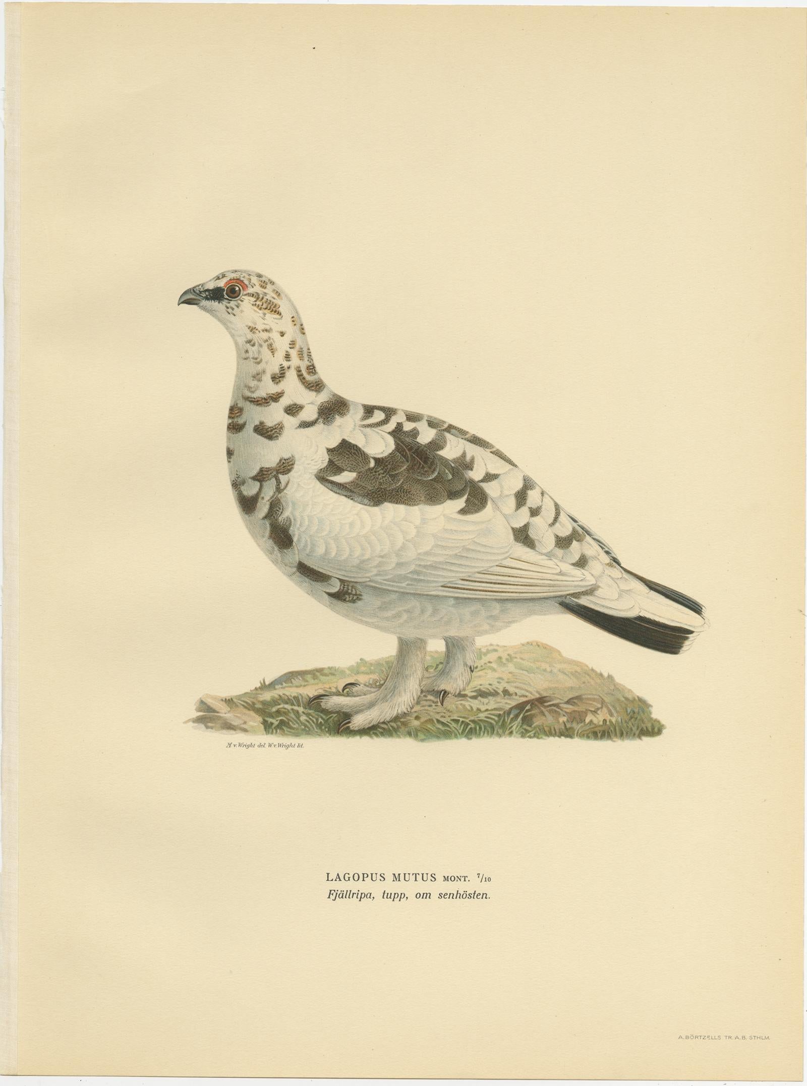 Antique Bird Print of the Rock Ptarmigan by Von Wright '1929' In Good Condition For Sale In Langweer, NL