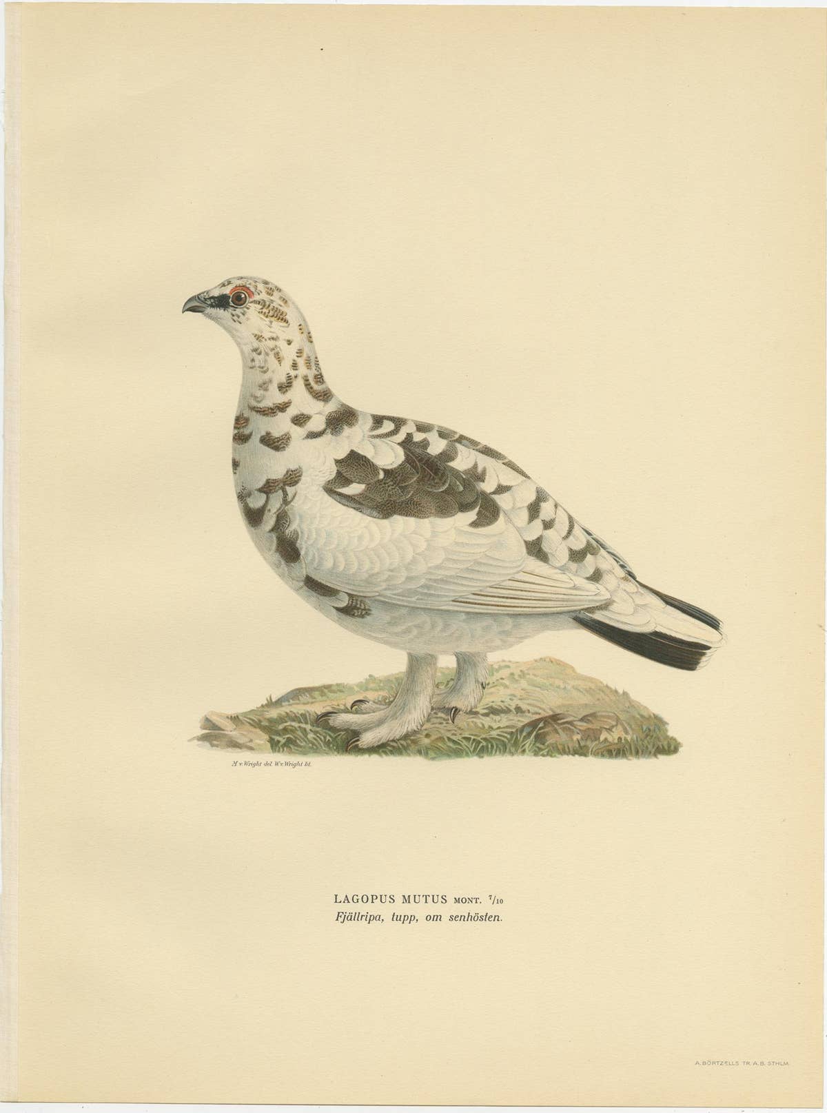 Antique Bird Print of the Rock Ptarmigan by Von Wright '1929'