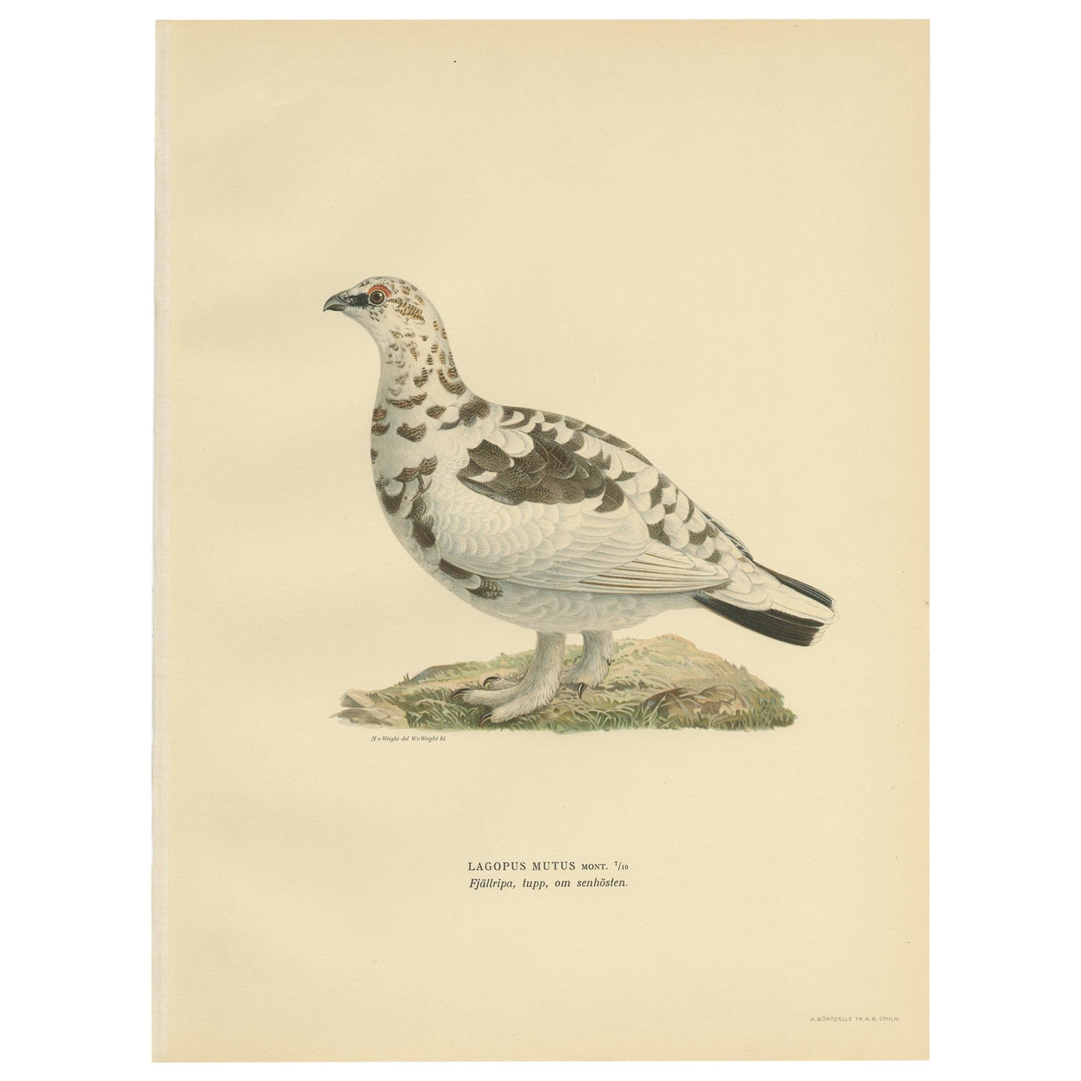 Antique Bird Print of the Rock Ptarmigan by Von Wright '1929' For Sale