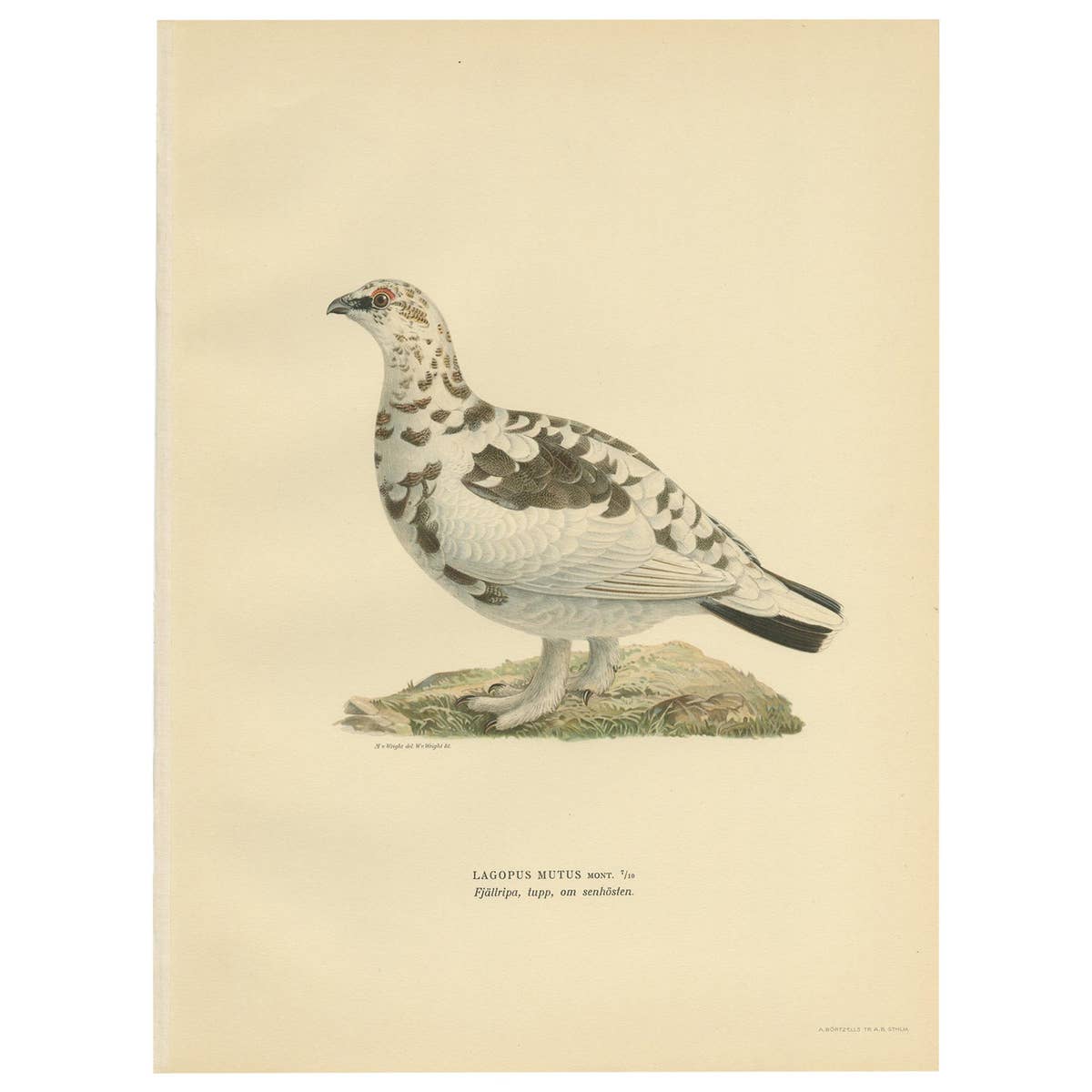 Antique Bird Print of the Rock Ptarmigan by Von Wright '1929'