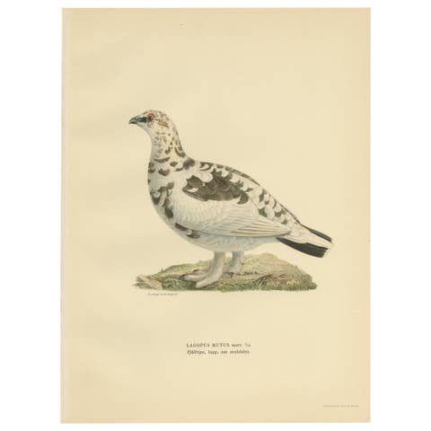 Antique Bird Print of the Rock Ptarmigan by Von Wright '1929'