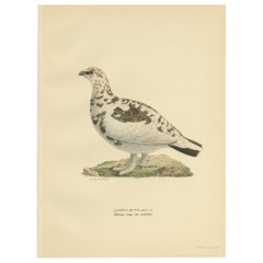 Antique Bird Print of the Rock Ptarmigan by Von Wright '1929'