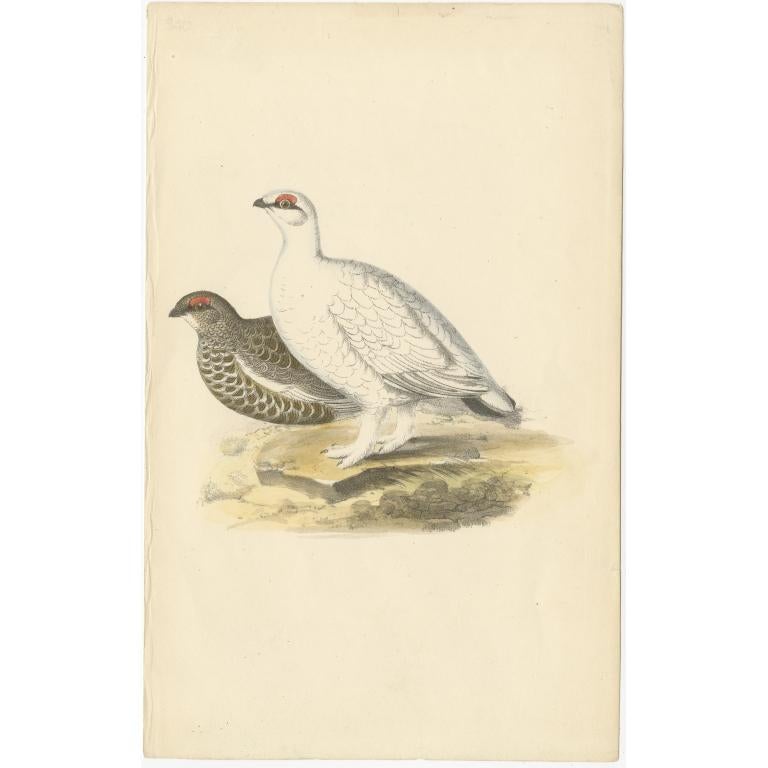 Grabado antiguo de la perdiz nival, c.1840