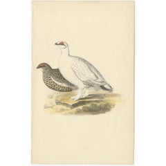 Impression ancienne d'oiseau du Ptarmigan rocheux, vers 1840