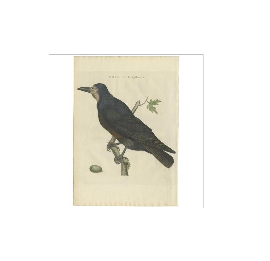 Antique print titled 'Corvus, Frugilegus'. The rook (Corvus frugilegus) is a member of the family Corvidae in the passerine order of birds. It was given its binomial name by Carl Linnaeus in 1758. The binomial is from Latin; Corvus is for 