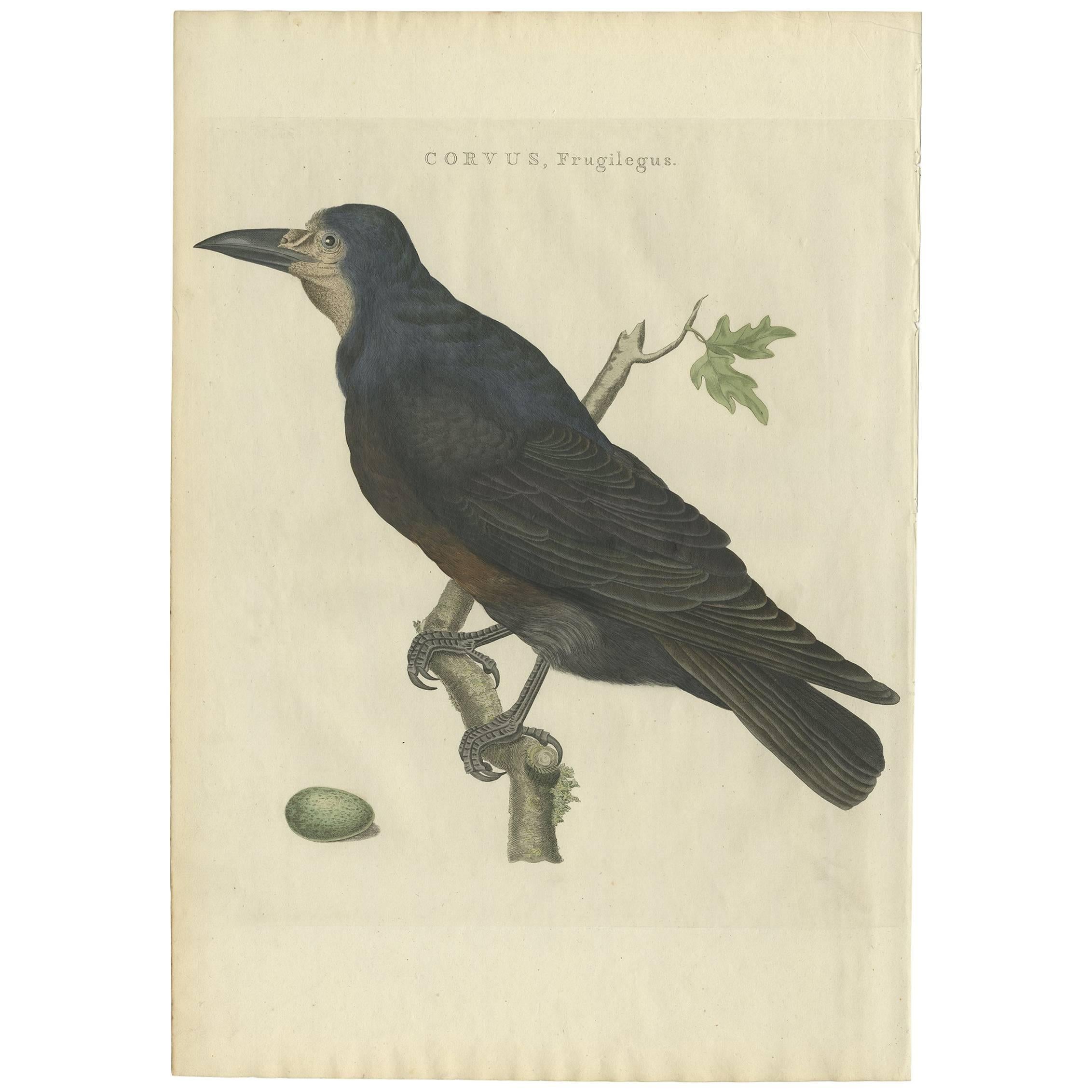 Antique Bird Print of the Rook by Sepp & Nozeman, 1797
