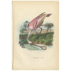 Antique Bird Print of the Roseate Spoonbill, '1853'