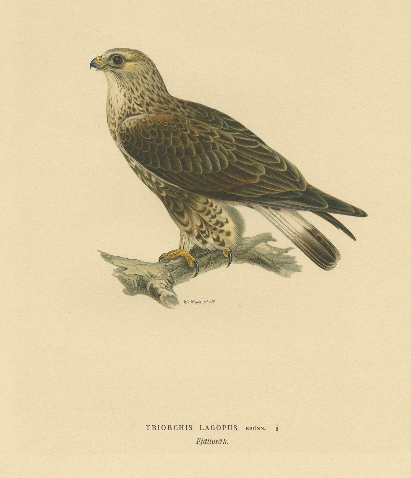 Antique bird print titled 'Triorchis Lagopus'. Old bird print depicting the rough-legged hawk. This print originates from 'Svenska Foglar Efter Naturen Och Pa Stenritade' by Magnus von Wright.