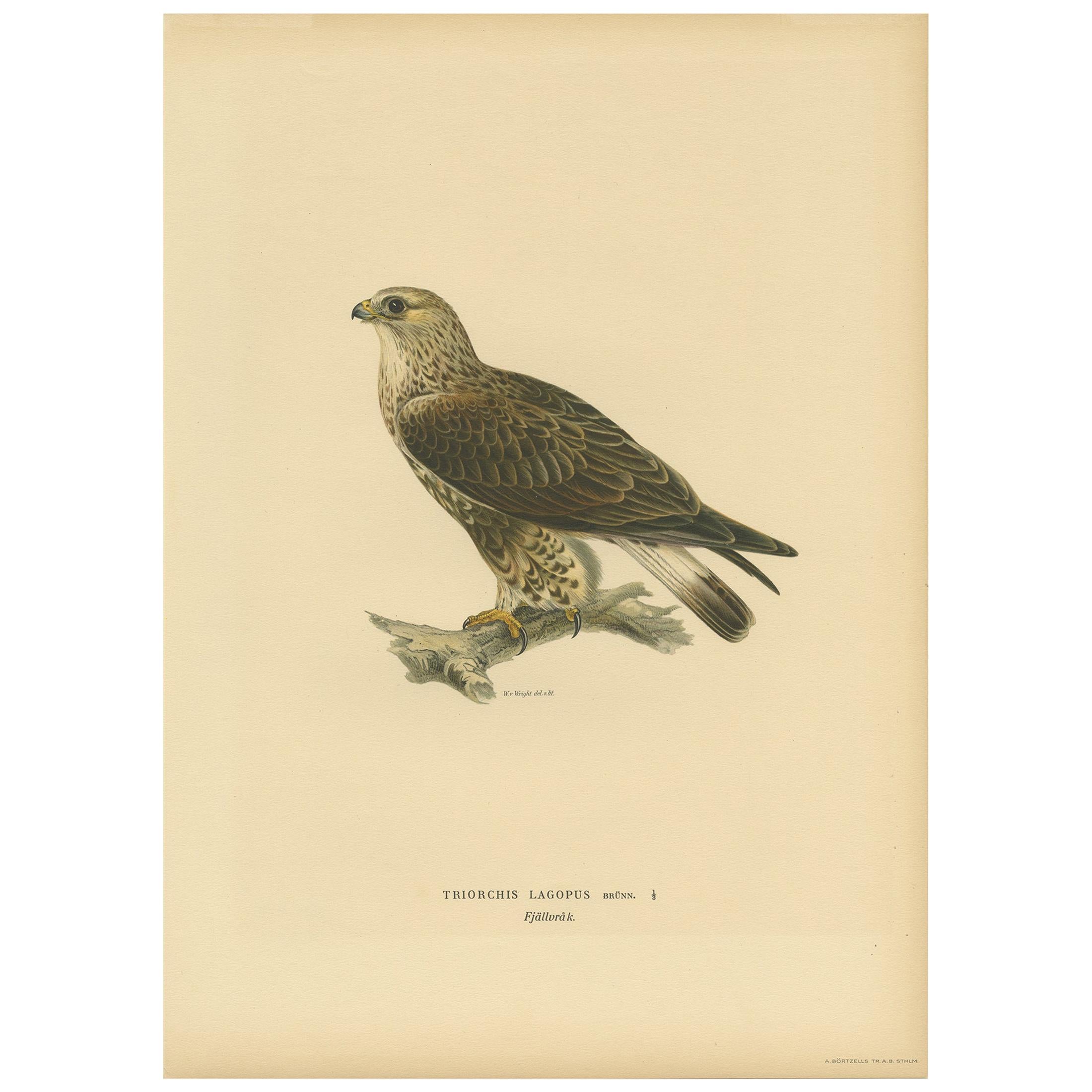 Antique Bird Print of the Rough-Legged Hawk by Von Wright '1917' For Sale