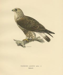 Antique Bird Print of the Rough-Legged Hawk, '1929'