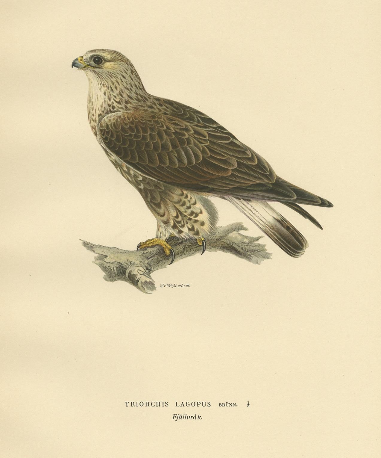 Antique Bird Print of the Rough-Legged Hawk, '1929' In Good Condition For Sale In Langweer, NL