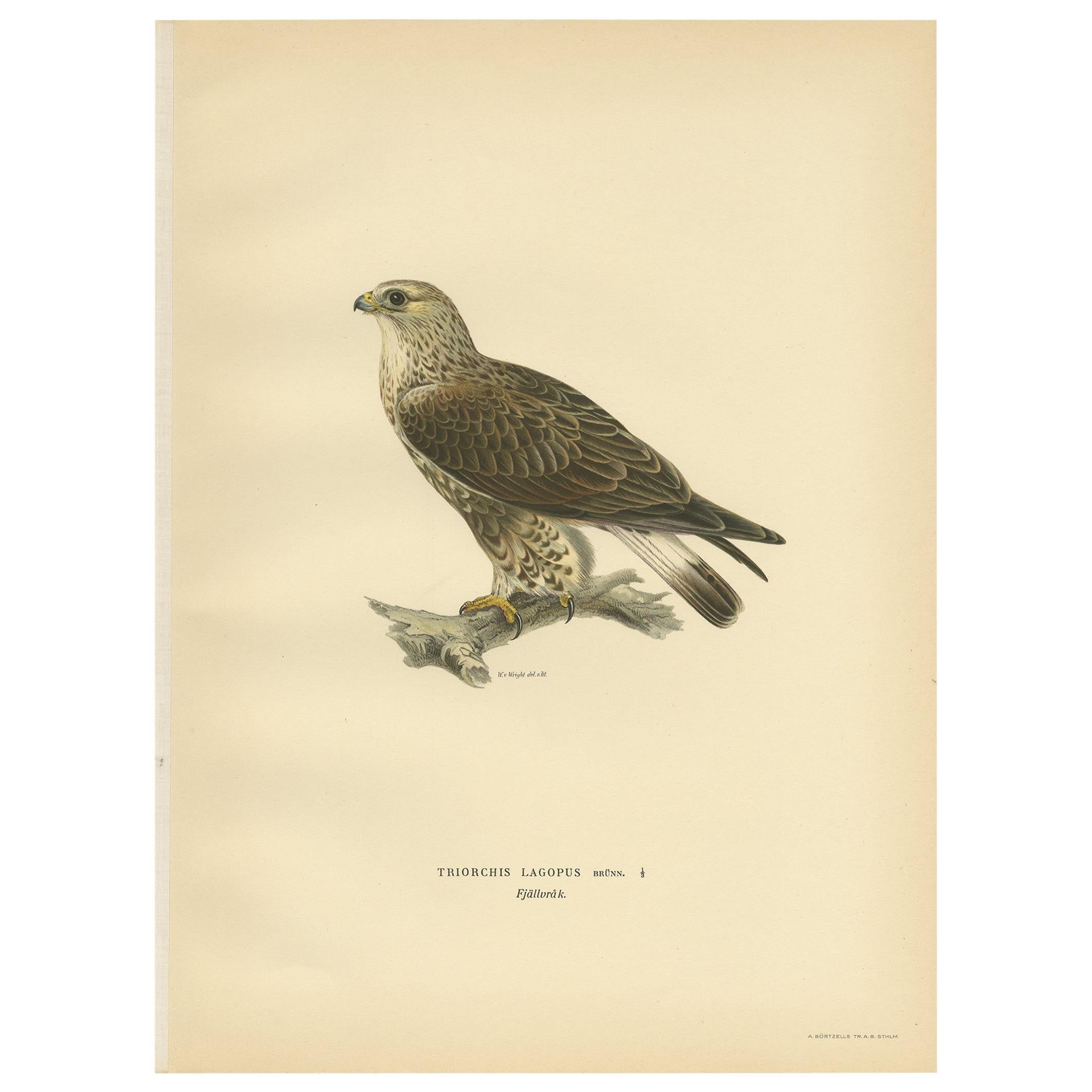 Antique Bird Print of the Rough-Legged Hawk, '1929' For Sale