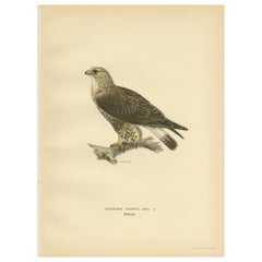 Antique Bird Print of the Rough-Legged Hawk, '1929'